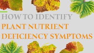 How To Identify Plant Nutrient Deficiency Symptoms | Farming Inspirations