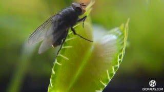 Хищное растение Венерина мухоловка ест муху Charlie Flytrap Dionaea muscipula - DIONAEAS.COM