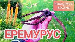 ЕРЕМУРУС висаджую восени 5 листопада