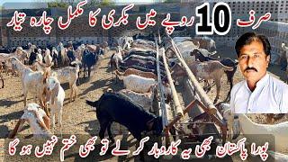 Best Goat Farming Business Idea in Pakistan