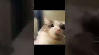 Funniest Cats and Dogs Video ‍⬛ #funny #dogs #cats #trending