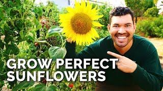 How to Grow Sunflowers Successfully At Home 