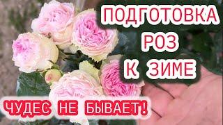 ПОДГОТОВКА РОЗ К ЗИМЕ. ПРАВИЛА И РЕКОМЕНДАЦИИ ПО УХОДУ В СЕНТЯБРЕ.