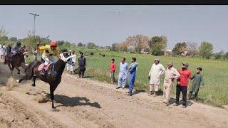 Pakistan horse race,goleki ground, 2023, race 2, Mufasa vs Sand storm, ( مفاسا بلمقابل سینڈ سٹارم)