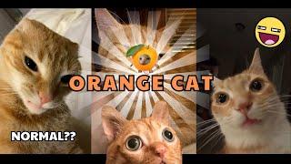 Why Are Orange Cats So Crazy? | Funny Cats Compilation #1