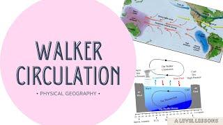 Walker Circulation explained in DETAIL | A Level Geography (2024)