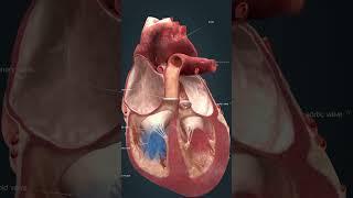 The heart works  #how #anatomy #heart #3d