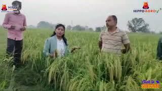 हिप्पो एग्रो का धान में शानदार रिजल्ट @hippocorporation #video #agriculture #result