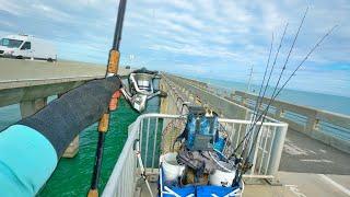 EPIC Land-Based Multi-Species Action!!! Florida Keys Bridge Fishing!