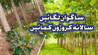 Sagwan Tree Farming Punjab Pakistan