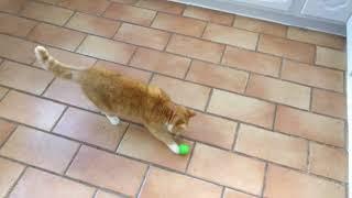 Cat playing with 3D printed treat ball