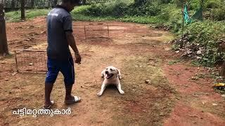 Cochin Dog Training Academy & Pet Clinic Mazhuvannoor, near Pattimattom, Ernakulam | Review