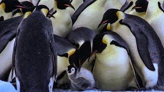 Penguins Kidnapping Other Young Chicks | BBC Earth