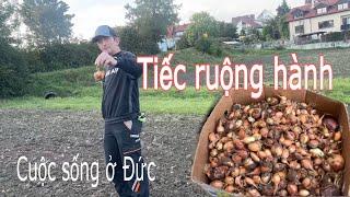 Tiếc ruộng hành chủ farm bỏ không lấy. Người Việt ở Đức | Cuộc sống nông thôn ở Đức