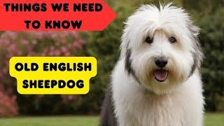 Old English Sheepdog Breed Information: Everything You Need to Know