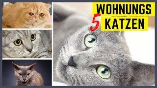 Katzenrassen für die Wohnung – 5 super und 5 furchtbare Katzenrassen für Wohnungshaltung