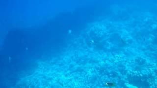 Coral reef snorkeling near Safaga, Soma Bay, Egypt, Red Sea (HD) #3