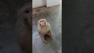 bandar | monkey video | monkey | manky voice | bandar funny manki jumping video #shorts