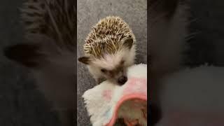 Hedgehog Rocky Balboa