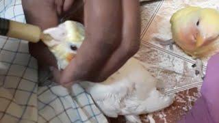 Hand feeding cockatiel chicks