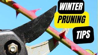 Winter Blackberry Pruning: The Complete Guide - Don't Get It Wrong!