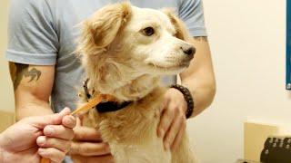 Checking Your Dog for Worms | Lucky Dog