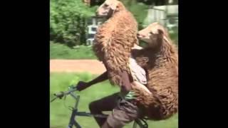 LOL! Cyclist with two sheep