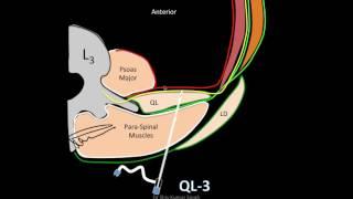 MYSTERY OF QUADRATUS LUMBORUM  ANATOMY AND BLOCK