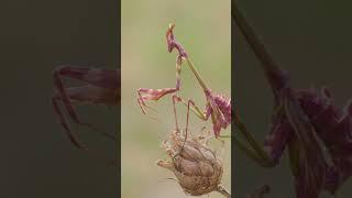 Empusa pennata, or conical mantis, is native to the Mediterranean.