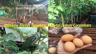 Rainbow blend Tomatoes & Crystal Lemon Cucumber