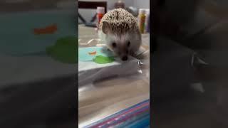 #hedgehogsofinstagram #hedgiesofinst#finnishedgielife