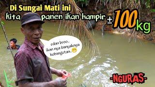 NGURAS SUNGAI MATI PANEN IKAN HAMPIR 100 KG