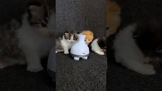 Robot mainan buat anak kucing meong meong  #kitten #kucing #kucinglucu #cat