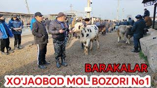 XO'JAOBOD MOL BOZORI BARAKA VARIANTLARI 22.02.2025.