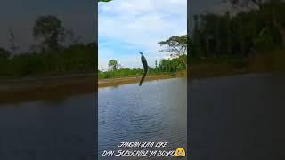 Casting ikan gabus dengan UL bagian 3