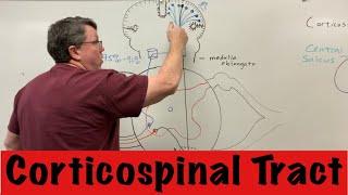 Corticospinal tract