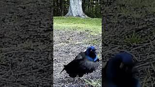 Invasion of the Exploding Grackles #animals #wildlife #shorts