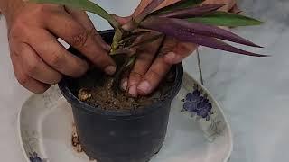 Tradescantia Spathacea cutting we got from the mother Plant