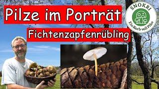 Fichtenzapfenrübling - Pilze im Porträt - Ein leckerer Speisepilz