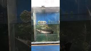 Ikan Gabus dalam Aquarium#shorts