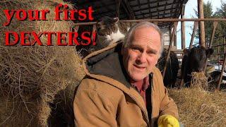 how to get started with Dexter cattle: stock, land, fences, housing, and equipment