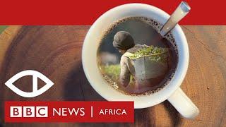 Sex for Work: The True Cost of Our Tea - BBC Africa Eye Documentary