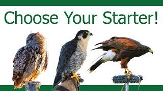 How to choose your First Bird of Prey