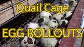 How to build a Stacked Quail Cage - with Egg rollout trays.