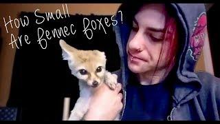 How small are Fennec Foxes?