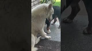 Rubble Meets White Wolf — A white wolf showed up at my door.