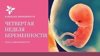 4 Неделя Беременности | Развитие Плода на 4 Неделе