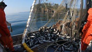 Salmon Seining - A Couple Nice Sets!