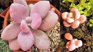 HOW TO GROW AND PROPAGATE LAVENDER PEBBLES