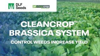 DLF Seeds Cleancrop™ Brassica System - Control weeds and increase yield